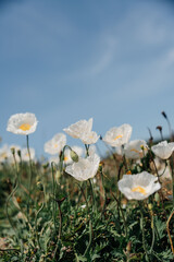 White poppy, panorama. Poppies bloom in the garden. Delicate flower. Bright white poppy attracts bees. Poppy idyll. High quality photo