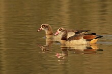 Flock Of Egyptian Geese (Alopochen Aegyptiaca) Floating Peacefully In A Murky Pond