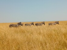 Herd Of Zebras Congregate In A Sunlit Grassy Field, Their Black And White Stripes Contrasting