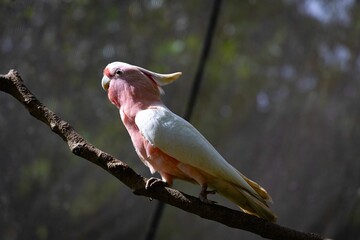 Wall Mural - Close up shot of The Pink Cockatoo sitting on a tree branch