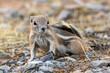 Closeup of a White-tailed antelope squirrel (Ammospermophilus leucurus) on the blurry background