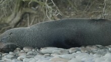 Peacefully Sleeping Fur Seal On Rocky Beach; Eye Level Panning Shot