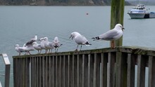 Row Of Squabbling Seagulls On A Dock Railing On Grey, Overcast Winter Day On Shoreline Of Raglan, New Zealand Aotearoa