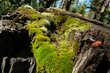 Moss-covered tree stump in a pine forest