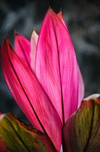 Vibrant Close-up Of A Pink Hawaiian Ti Plant