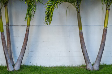 Palm Trees on Green Grass Against a White Wall.