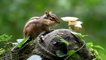 Siberian Chipmunk Eating Nuts By Mushrooms Growing On A Tree Trunk At The Park During Daytime