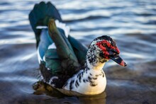 Closeup Shot Of A Muscovy Duck Floating On The Tranquil Surface Of The Water.