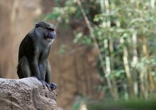 Curious Allen's Swamp Monkey Perched Atop A Large Rock