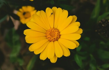 Yellow flower in frame