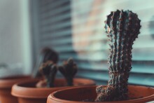 Closeup Of A Potted Hedgehog Cactus On A Windowsill With A Blurry Background