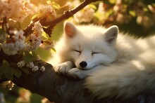 White Dog Sleeping Branch Tree Digital Green Fox Sun Cute Little Thing Spring Fractals Closeup Adorable Prize Color Flowery Arctic Relaxing Small Fence Fur Sleep Description