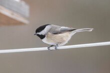 Carolina Chickadee Perched On A Branch With A Blurred Background