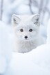 white fox looking out snow huge adorable eyes reds directly professional black spots little prince mischievous