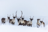 Fototapeta Zwierzęta - Herd of Caribou in the snow