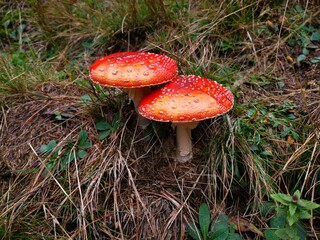 Close-up of two vibrant mushrooms in the woods, fly agaric, Amanita muscaria.