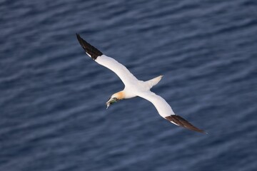 majestic northern gannet (morus bassanus) flying over an azure ocean in troup head scotland