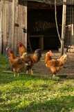 Fototapeta Psy - chickens outside an old barn in the grass and dirt, walking toward each other