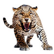 leopard in front of on transparent background PNG
