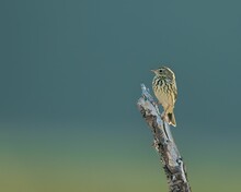 Tree Pipit (Anthus Trivialis) Perched On A Branch
