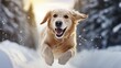 A retriever dog runs towards the camera through fresh snow against the backdrop of snow-covered fir trees.