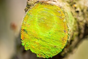 Poster - Closeup shot of a wood slice from a tree with patches of lichen growing on it