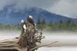 Bald eagle pair sitting on driftwood
