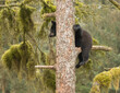 black bear cub sitting on a branch