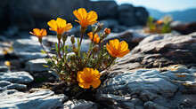 Yellow Flowers On Rocks HD 8K Wallpaper Stock Photographic Image 