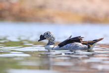 Knob-billed Duck In The Lake Moving Fast Native Bird Of Africa And South Asia.
