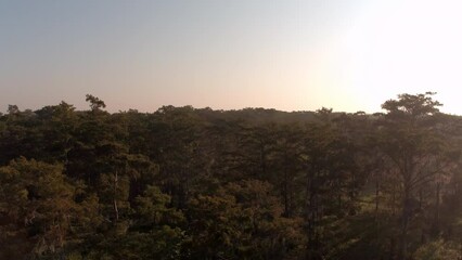Wall Mural - Aerial Panning Shot Of Growth Of Trees Against Clear Sky - Bayou, Louisiana