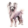 Chinese Crested dog breed watercolor illustration. Cute pet drawing isolated on white background.