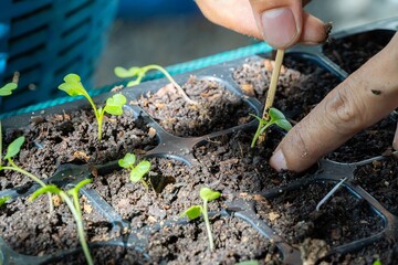 gardeners are transplanting vegetable seedlings into seed trays so that the vegetables can grow well