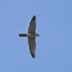 Wall Mural - peregrine falcon in flight