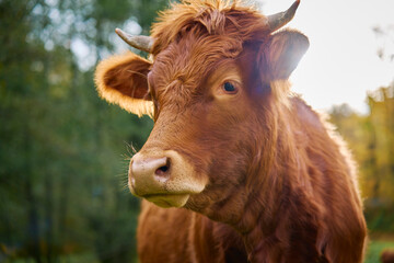 Brown cow grazing on field. Jersey cow eating green grass on pasture. Cattle breeding. Milk production on home farm