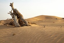 Landscape Of Dry Driftwood On Sandy Desert Dunes Under A Blue Sky