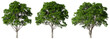 © Krit - Environmental outside eco trees shapes collections isolated on transparent backgrounds 3d render png