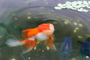 Wall Mural - Goldfish in aquarium fish pond close up