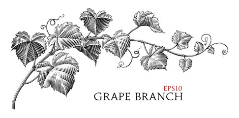 Grape branch hand drawing vintage style black and white clip art