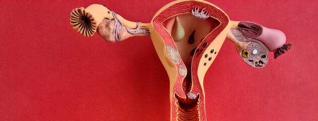 Wall Mural - Uterus anatomy model against red background closeup