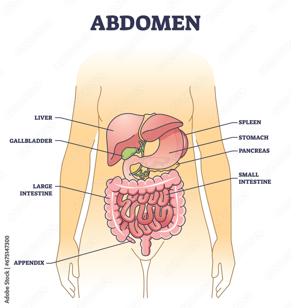 Abdomen anatomical structure with inner body stomach organs outline