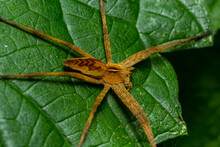 The Nursery Web Spider Pisaura Mirabilis Is A Spider Species Of The Family Pisauridae