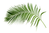 Fototapeta Dziecięca - green leaf of palm tree isolated on transparent background png file