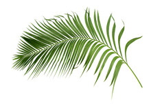 Green Leaf Of Palm Tree Isolated On Transparent Background Png File