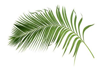 green leaf of palm tree isolated on transparent background png file
