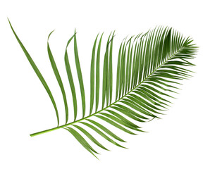 Sticker - green leaf of palm tree isolated on transparent background png file