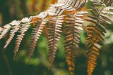 Fototapeta Pomosty - liście paproci leśnej o wschodzie słońca 3