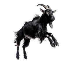 Goat Looking Isolated On White