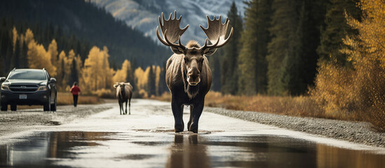 As a moose crosses the road, it reminds us of the need for protecting wildlife and driving cautiously.