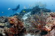 © zephyr_p - Feather star or crinoid habitat on tropical coral reef with school of fish and diver behind at Racha Noi island, one of crystal clear blue water dive sites in Phuket, Thailand. Underwater ecosystem